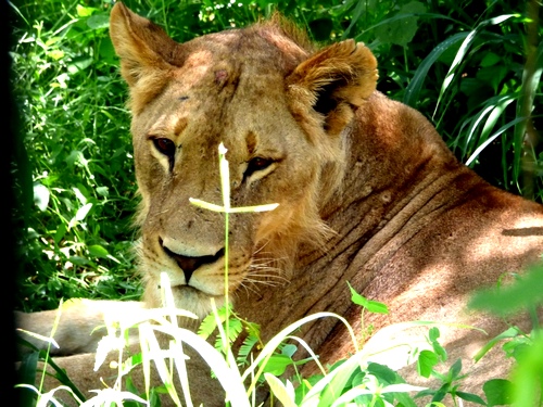 Lion-Africa